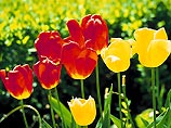 В Подмосковье к 8 марта вырастили миллион тюльпанов 40 сортов