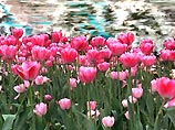 В Подмосковье к 8 марта вырастили миллион тюльпанов 40 сортов