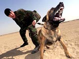 Британские военные подсчитали, что одна хорошо обученная собака может заменить десятерых человек