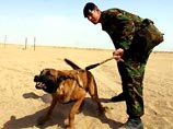 Войну в Ираке начнут собаки из подразделения 101 Войну в Ираке начнут собаки из подразделения 101