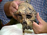 Исследователь Жан-Жак Жагер из Университета Монпеллье, Франция, указывает на то, что челюсть древнего вида чрезвычайно похожа на зубы современных орангутангов