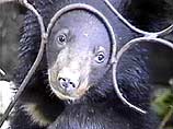 Таможенники не дали китайцу вывезти из России трех гималайских медвежат