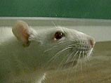 В прошлом году американский ученый установил "подслушивающее устройство" на окончания нервных клеток гипокампуса спящей крысы и, по его утверждениям, читал ее сны