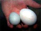 Немецкому учителю, который предупреждал своих учеников не собирать яйца редких птиц, предъявлено обвинение в незаконной добыче 7 тысяч этих самых яиц