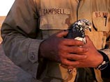 Перед войной с Ираком на службу в морскую пехоту США принимают голубей
