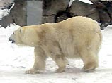 В центр Анадыря забрел белый медведь