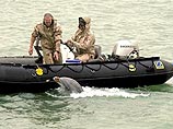 Для обнаружения иракских мин, в том числе придонных, флот США используют специально обученных дельфинов