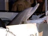 США используют в Персидском заливе дельфинов-саперов