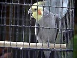 Московские попугаи заразили орнитозом 52 человека в Республике Коми