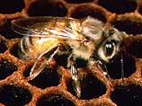 В США перевернулся грузовик с 80 млн. пчел