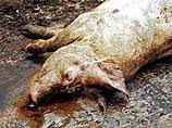В Казахстане в огне погибли около 300 свиней