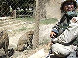 Семейство львов с тремя львятами безразлично наблюдает из клетки за приближающимися к ним американскими военнослужащими