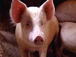 В Новгородской области свиньям делают сложнейшие лапароскопические операции