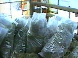 Общий вес найденной марихуаны - более 40 килограммов. Ее стоимость, по самым скромным подсчетам, свыше 600 тысяч рублей. Общий вес найденной марихуаны - более 40 килограммов. Ее стоимость, по самым скромным подсчетам, свыше 600 тысяч рублей.