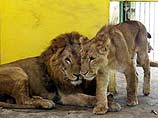 Львы, которые не ели в течение нескольких дней, выбрались на волю из своего вольера через развалившуюся стену. Двое из них начали охотиться на американских солдат