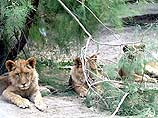 Американские солдаты застрелили четырех львов, сбежавших из Багдадского зоопарка