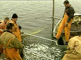 Глава МВД РФ хочет ужесточить наказание за преступления, связанные с хищением морепродуктов