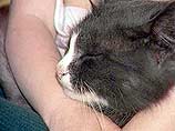 В Англии объявлен бойкот похитителям кошки