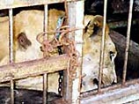 Американские солдаты спасли шесть львят и двух гепардов Удея Хусейна Американские солдаты спасли шесть львят и двух гепардов Удея Хусейна