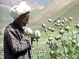 Афганистан вновь стал мировым лидером по выращиванию опийного мака