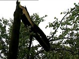 В Москве в первой половине дня в понедельник сильным ветром повалило шесть деревьев