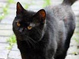 Черный кот по имени Тинкер, который жил у 89-летней британки, вопреки всем приметам стал настоящим счастливчиком