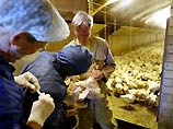 Вирус атипичной пневмонии принесли птицы Вирус атипичной пневмонии принесли птицы