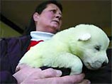 В США родился щенок зеленого цвета (ФОТО) В США родился щенок зеленого цвета (ФОТО)