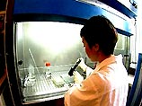 Впервые в науке разработан прямой метод выявления злокачественных клеток крови - лейкоцитов с хромосомными мутациями Впервые в науке разработан прямой метод выявления злокачественных клеток крови - лейкоцитов с хромосомными мутациями
