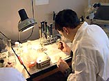 Жизнеспособных клеток в тканях ног мамонта, найденного прошлым летом в Якутии, не обнаружено Жизнеспособных клеток в тканях ног мамонта, найденного прошлым летом в Якутии, не обнаружено