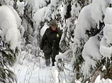 Обычно осмотр вверенного участка приносит нерадостные результаты - каждое утро находят новые пеньки от елок Обычно осмотр вверенного участка приносит нерадостные результаты - каждое утро находят новые пеньки от елок
