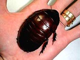 Австралийцы предпочитают держать тараканов в качестве домашних животных