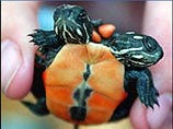 Канадская семья нашла двуглавую черепаху