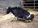 Анализы коровы, забитой в январе после того, как у нее были обнаружены признаки этого заболевания, подтвердили поражение ее организма губчатой энцефалопатией