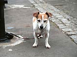Власти Берлина запретили энтузиасту Карлу-Фридриху Ленце открыть в городе уникальный бордель для собак