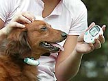 В Японии разработана технология, которая позволяет собакам в прямом смысле общаться с хозяевами по мобильному телефону. Консорциум компаний, включая электротехнического гиганта Mathushita Electric и создателя игрушек Takara