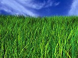 Идея генетически модифицировать траву так, чтобы она, словно лакмусовая бумажка, реагировала сменой цвета на наличие в воздухе или земле вредных химикатов, очень понравилась Пентагону
