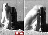 Белый медведь атаковал американскую подводную лодку. Неожиданно всплывший корабль и его рубка, проломившая снизу лед, не застали мишку врасплох