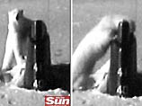 Белый медведь атаковал американскую подводную лодку. Неожиданно всплывший корабль и его рубка, проломившая снизу лед, не застали мишку врасплох Белый медведь атаковал американскую подводную лодку. Неожиданно всплывший корабль и его рубка, проломившая снизу лед, не застали мишку врасплох