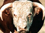 Сперма лучшего быка в мире стоит 180 тыс. евро за литр