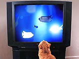В США начинает выходить телевизионное шоу для кошек