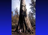 Австралийские экологи заявляют, что пожар уничтожил самое высокое дерево страны. Оно находилось на острове Тасмания. 79-метровый гигант, который называли Эль Гранде, простоял четыре века