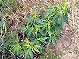 Мексиканская наркомафия выращивает марихуану прямо в заповедниках и национальных парках США