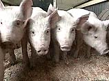 В Самарской области выращивают свиней, названных в честь Чубайса