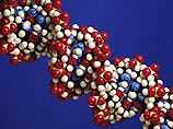 Американские ученые утверждают, что им удалось установить ген, ответственный за то, что люди страдают маниакально-депрессивным синдромом Американские ученые утверждают, что им удалось установить ген, ответственный за то, что люди страдают маниакально-депрессивным синдромом