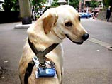 Владельцы домашних животных смогут следить за своими любимцами через спутник Владельцы домашних животных смогут следить за своими любимцами через спутник