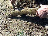 В Краснодарском крае обнаружена самая древняя стоянка человека на территории России В Краснодарском крае обнаружена самая древняя стоянка человека на территории России