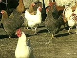 Сахалин отказывается закупать курятину с материка из-за "куриной чумы"