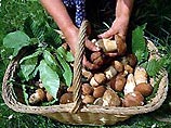 Плохое лето с лихвой компенсирует небывалый урожай грибов Плохое лето с лихвой компенсирует небывалый урожай грибов