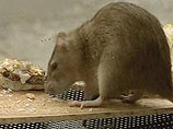 Восемь изгрызенных крысами трупов обнаружены в похоронном бюро